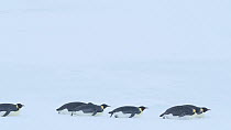 Emperor penguin (Aptenodytes forsteri) group sliding over ice, tobogganing, returning to form breeding colony, Atka Bay, Antarctica, April.