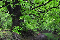Beech trees (Fagus sylvatica) along a woodland path in  Dorset, UK, May.