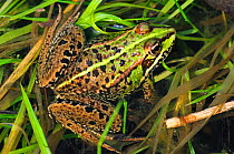 Marsh frog (Pelophylax ridibundus) resting. Bexington, Dorset, UK, May.