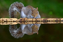 Grey squirrel (Sciurus carolinensis) and its reflection in water, Dorset, UK March.