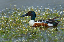 Male Northern shoveler (Spatula clypeata) foraging in water surrounded by flowers, Vendeen Marsh, Vendee, France, May.