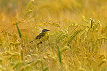Western yellow wagtail (Motacilla flava) perched on a  blade of barley, Vendeen Marsh, Vendee, France, June.