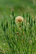 Salsify (Tragopogon porrifolius) in seed, Vendeen Marsh, Vendee, France, June.