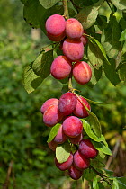 Ripe plums (Prunus domestica), variety Victoria, on the tree, Berkshire, UK, June.