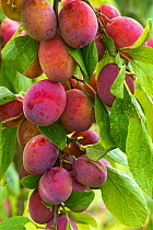 Ripening plums (Prunus domestica), variety Victoria, on the tree, Berkshire, UK, June.