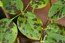 Black spot (Diplocarpon rosae) necrotic dark spots of a fungus disease on the leaves of a garden rose, Berkshire, UK, July.