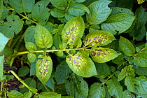 Necrosis and chlorosis on potato leaflets, a symptom of magnesium deficiency in a garden crop, Berkshire, UK, July.