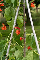 Garden crop of Runner bean (Phaseolus coccineus) plants in flower and supported by bamboo canes around which it is climbing, Berkshire, UK, July.