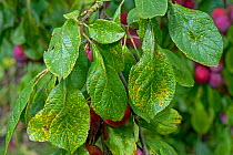 Plum rust (Tranzschelia pruni-spinosae var. discolor) yellow spot lesions on the upper surface of a Victoria plum (Prunus domestica) leaf, Berkshire, UK, August.