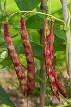 Mature Borlotti bean pods (Phaseolus vulgaris) growing on vines supported by bamboo canes in a vegetable patch, Berkshire, UK, August.