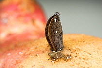 Budapest slug (Milax budapestensis), invasive pest species, eating its way into a potato tuber, Berkshire, UK, September.