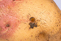 Budapest slug (Milax budapestensis), invasive pest species, entrance and exit hole in a potato tuber, Berkshire, UK, September.