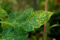 Two-spotted spider mite (Tetranychus urticae) bronzing and grazing damage to tomato (Solanum lycopersicum) leaf upper surface, Berkshire, UK, August.