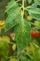 Two-spotted spider mite (Tetranychus urticae) bronzing and grazing damage to tomato (Solanum lycopersicum) leaf upper surface, Berkshire, UK, August.