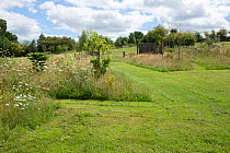 Areas of garden allowed to grow undisturbed to encourage wildlife and wildflowers in high summer. Refuges for invertebrates, predators for biological control, Berkshire, UK, July.