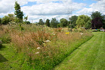 Areas of garden allowed to grow undisturbed to encourage wildlife and wildflowers in high summer. Refuges for invertebrates, predators for biological control, Berkshire, UK, July.