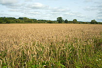 Weak, weedy, ripe wheat crop caused by a hot, dry summer with no rain causing stunted crop with poorly filled grains, Berkshire, UK, September.