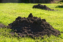 European mole (Talpa europaea) hill, a fresh mound of fine earth formed above a garden lawn, Berkshire, UK, September.