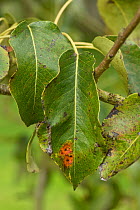 European pear rust (Gymnosporangium sabinae) lesions on the upper surface of a pear leaf, Berkshire, UK, September.