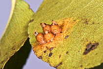 European pear rust (Gymnosporangium sabinae) growth blister producing aeciospores on the lower surface of a pear leaf, Berkshire, UK, September.