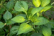 Yellowing leaves of a Capsicum pepper (Capsicum annuum) plant with iron defficiency in a greenhouse, Berkshire, UK, August.