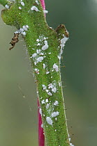 Glasshouse mealybug (Pseudococcus viburni) infestation on the stem of a glasshouse tomato (Solanum lycopersicum) crop, Berkshire, UK, October.