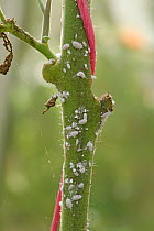 Glasshouse mealybug (Pseudococcus viburni) infestation on the stem of a glasshouse tomato (Solanum lycopersicum) crop, Berkshire, UK, October.