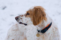 An English setter rescue dog taking in the smells and scents of a snowy winter morning for the first time, Berkshire, UK, January.
