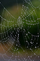 Droplets of water formed by an early morning mist on the delicate gossamer threads of an orb-web spider (Araneae gossammer)&#39;s web, Berkshire, UK, February.
