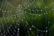 Droplets of water formed by an early morning mist on the delicate gossamer threads of an orb-web spider (Araneae gossammer) web, Berkshire, UK, February.