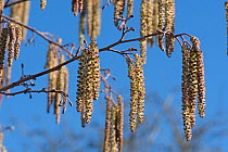 Alder (Alnus glutinosa) unopened purple tinged male catkins with smaller female catkins against a blue sky, Berkshire, UK, March.