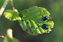 Adult alder beetles (Agelastica alni) feeding on young leaves of Black alder (Alnus glutinosa), Berkshire, UK, April.