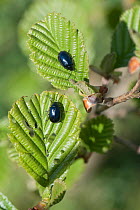 Adult alder beetles (Agelastica alni) feeding on young leaves of Black alder (Alnus glutinosa), Berkshire, UK, April.