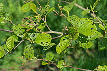 Adult alder beetles (Agelastica alni) feeding on young leaves of Black alder (Alnus glutinosa), Berkshire, UK, May.