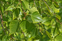 Young spring leaves of a Silver birch tree (Betula pendula) in light woodland, Berkshire, UK, May.
