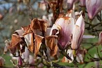 Severe cold damage and burns to Chinese / Saucer magnolia (Magnolia soulangeana) flowers after a late frost, Berkshire, UK, April.