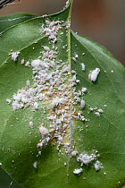 Citrus mealybug (Planococcus citri) infestation on the leaves and stem of a bougainvillea (Nyctaginaceae) grown on a conservatory, Berkshire, UK, April.