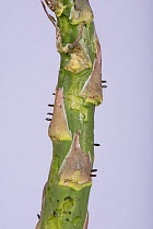 Asparagus beetle (Crioceris asparagi) eggs and their young larval damage to newly emerged asparagus (Asparagus officinalis) spears, Berkshire, UK, June.