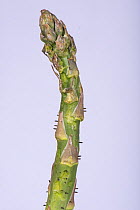 Asparagus beetle (Crioceris asparagi) eggs and their young larval damage to newly emerged asparagus (Asparagus officinalis) spears, Berkshire, UK, June.
