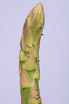 Asparagus beetle (Crioceris asparagi) eggs on newly emerged asparagus (Asparagus officinalis) spears, Berkshire, UK, June.