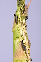Asparagus beetle (Crioceris asparagi) larvae and their extensive damage to newly emerged asparagus (Asparagus officinalis) spears, Berkshire, UK, June.