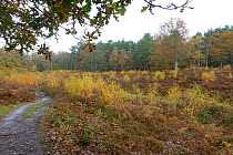 Snelsmore Common with open heathland and scattered Silver birch (Betula pendula) saplings, Newbury, Berkshire, UK, November.