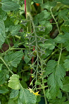 Glasshouse grown cherry tomatoes (Solanum lycopersicum), variety &#39;Sweet Million&#39;. small green fruit and flowers on a long truss, Berkshire, UK, June.
