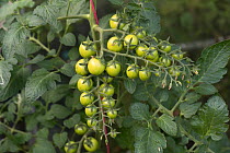 Glasshouse grown cherry tomatoes (Solanum lycopersicum), variety &#39;Sweet Million&#39;, small expanding fruit on multiple trusses, Berkshire, UK, June.
