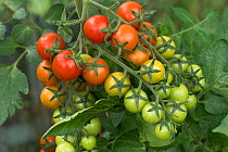 Glasshouse grown cherry tomatoes (Solanum lycopersicum), variety &#39;Sweet Million&#39;, ripe and unripe fruit on multiple trusses, Berkshire, UK, August.