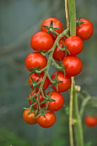 Glasshouse grown cherry tomatoes (Solanum lycopersicum), variety &#39;Sweet Million&#39;, red ripe fruit on a truss, Berkshire, UK, August.