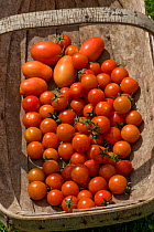 Glasshouse grown cherry tomatoes (Solanum lycopersicum),variety "Sweet Million", and plum tomatoes (Solanum lycopersicum), variety "Roma", red ripe fruit havested in a trug after picking, Berkshire, U...