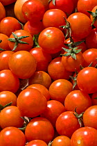 Glasshouse grown cherry tomatoes (Solanum lycopersicum), variety "Sweet Million", red ripe fruit harvested in a trug after picking, Berkshire, UK, August.