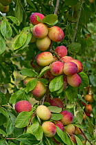 Ripening plums (Prunus domestica), variety Victoria, on the tree, Berkshire, UK, June.