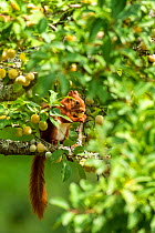 Red Squirrel (Sciurus vulgaris) eating green mirabelle plums in orchard, Oise, France, July.